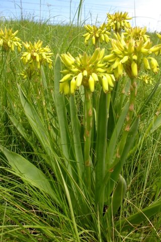 Aloe kraussii